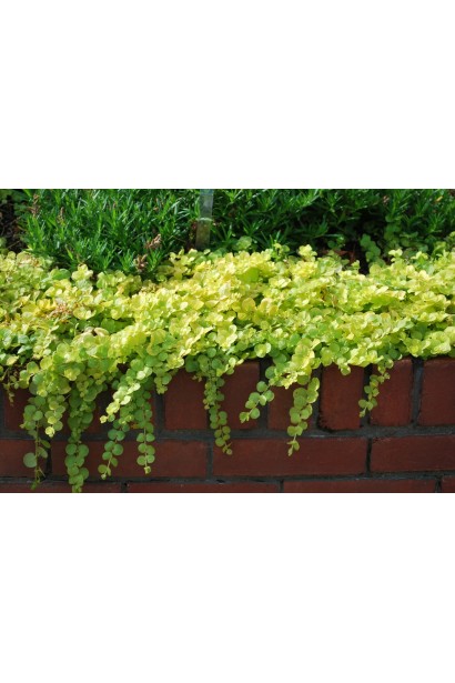 Lysimachia nummularia Aurea у саду